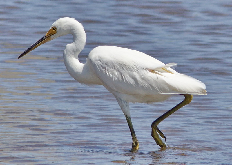 little egret (Egretta garzetta nigripes); DISPLAY FULL IMAGE.