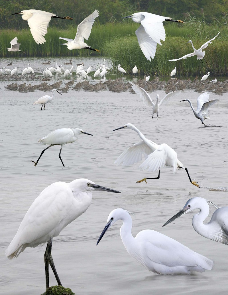 little egret (Egretta garzetta); DISPLAY FULL IMAGE.