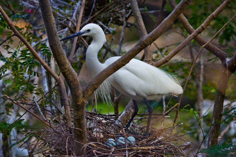 little egret (Egretta garzetta); DISPLAY FULL IMAGE.