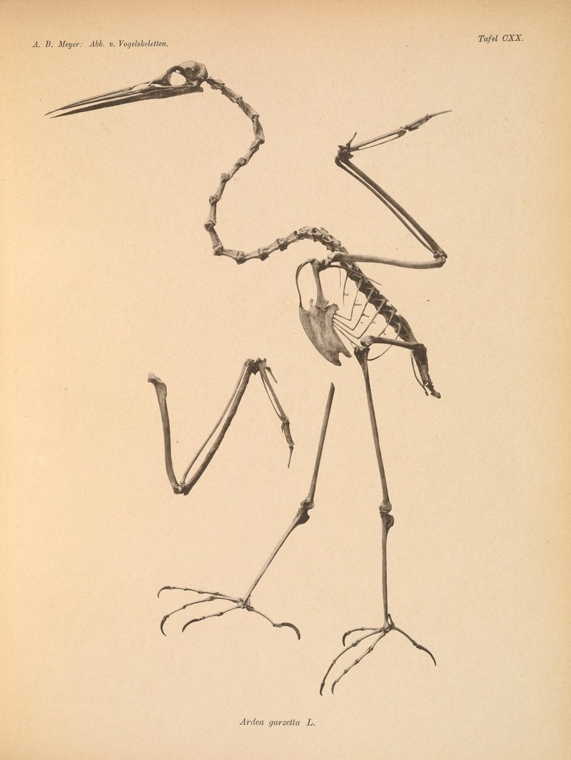 little egret (Egretta garzetta); DISPLAY FULL IMAGE.