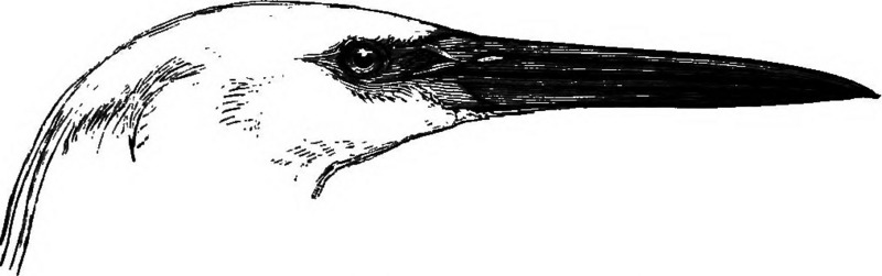 little egret (Egretta garzetta); DISPLAY FULL IMAGE.