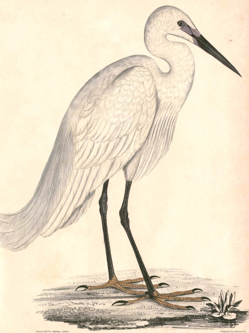 little egret (Egretta garzetta garzetta); DISPLAY FULL IMAGE.