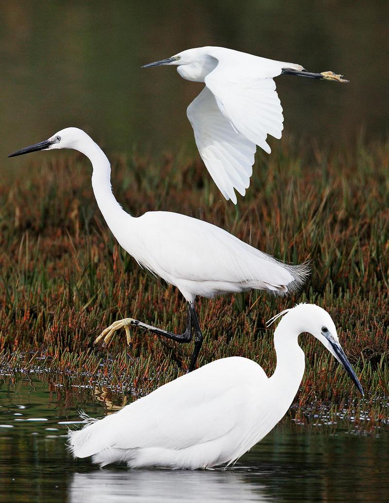 little egret (Egretta garzetta); DISPLAY FULL IMAGE.