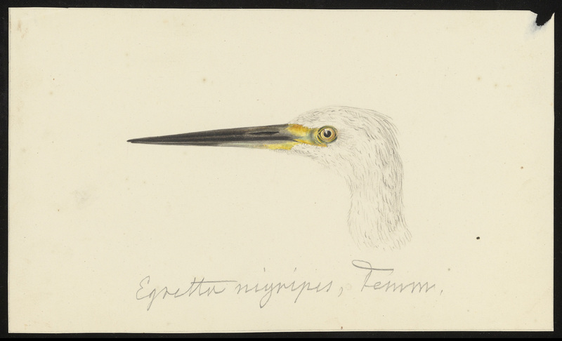 little egret (Egretta garzetta nigripes); DISPLAY FULL IMAGE.