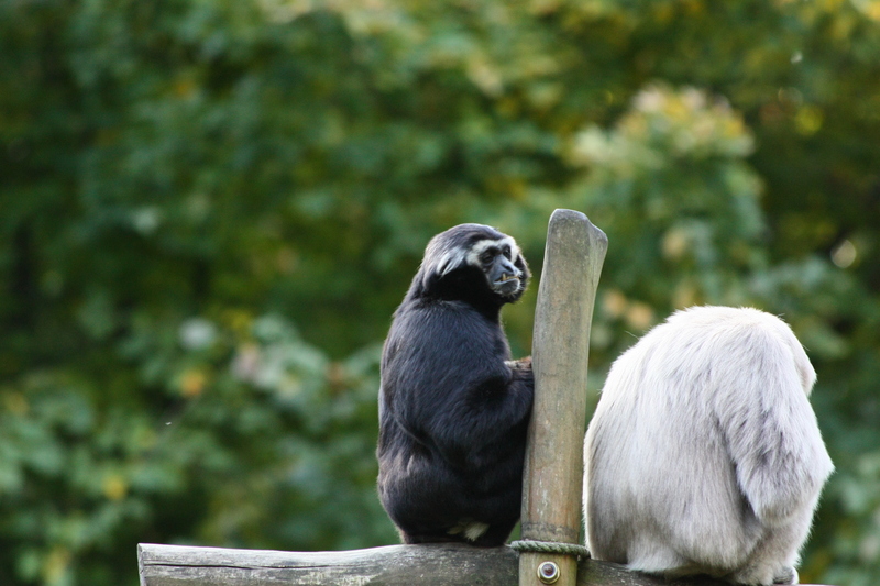 pileated gibbon (Hylobates pileatus); DISPLAY FULL IMAGE.