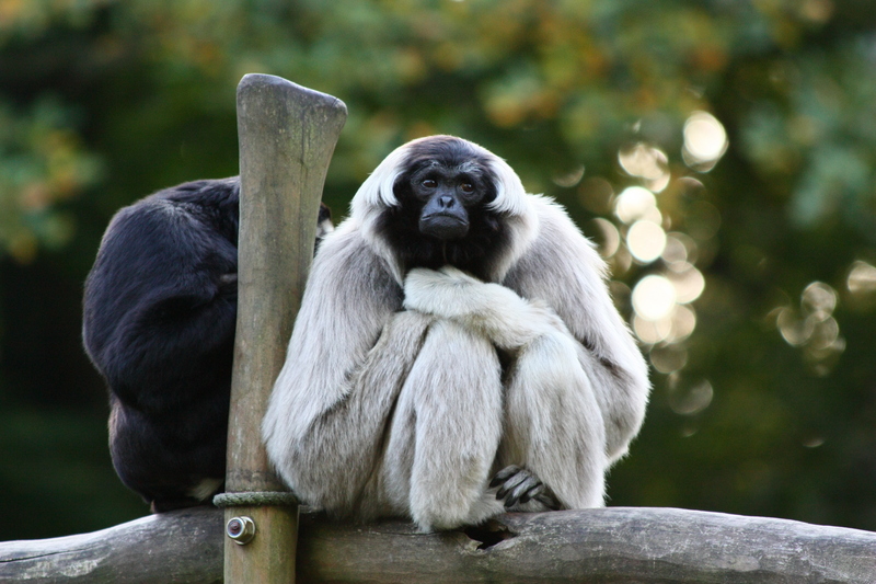 pileated gibbon (Hylobates pileatus); DISPLAY FULL IMAGE.