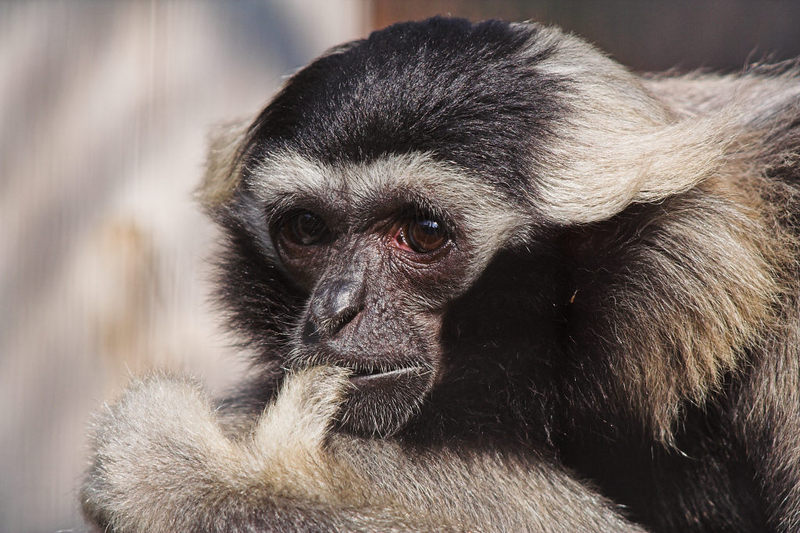 pileated gibbon (Hylobates pileatus); DISPLAY FULL IMAGE.