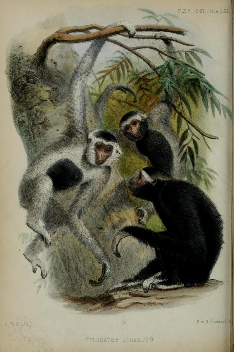 pileated gibbon (Hylobates pileatus); DISPLAY FULL IMAGE.