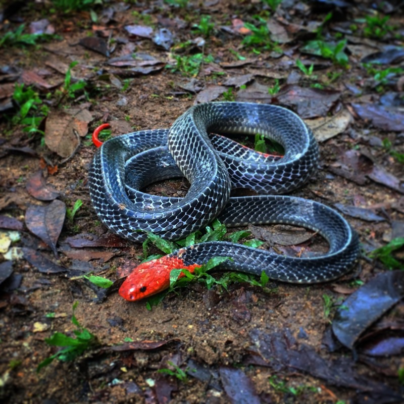 red-headed krait (Bungarus flaviceps); DISPLAY FULL IMAGE.