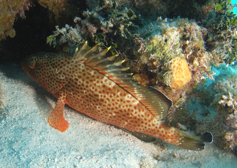 red hind (Epinephelus guttatus); DISPLAY FULL IMAGE.