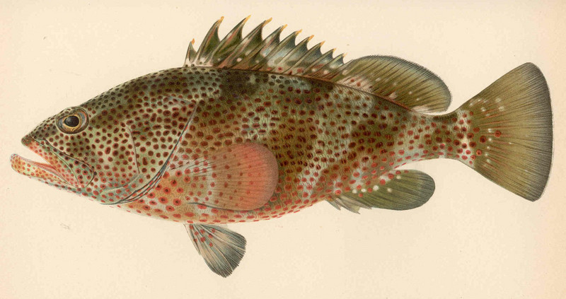 red hind (Epinephelus guttatus); DISPLAY FULL IMAGE.