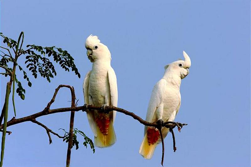 red-vented cockatoo (Cacatua haematuropygia); DISPLAY FULL IMAGE.