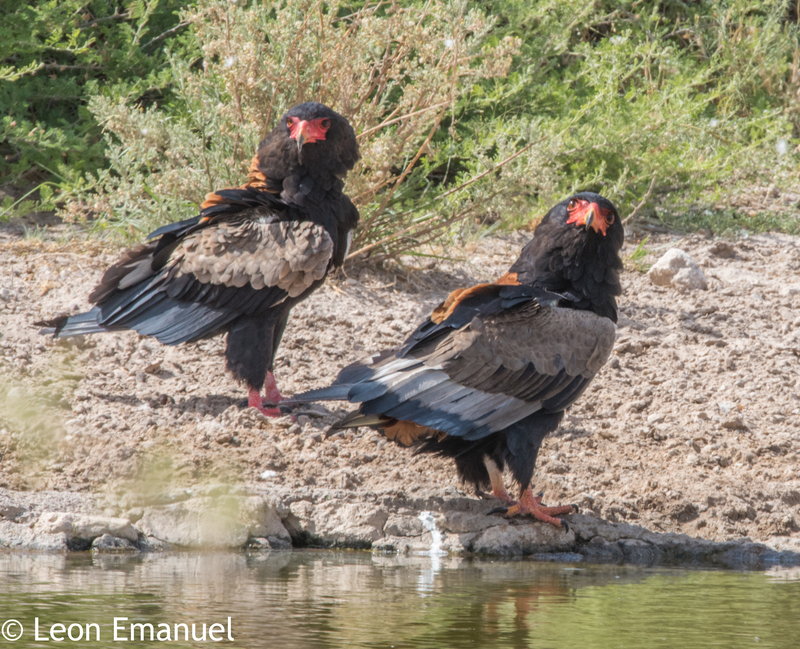 bateleur eagle (Terathopius ecaudatus); DISPLAY FULL IMAGE.