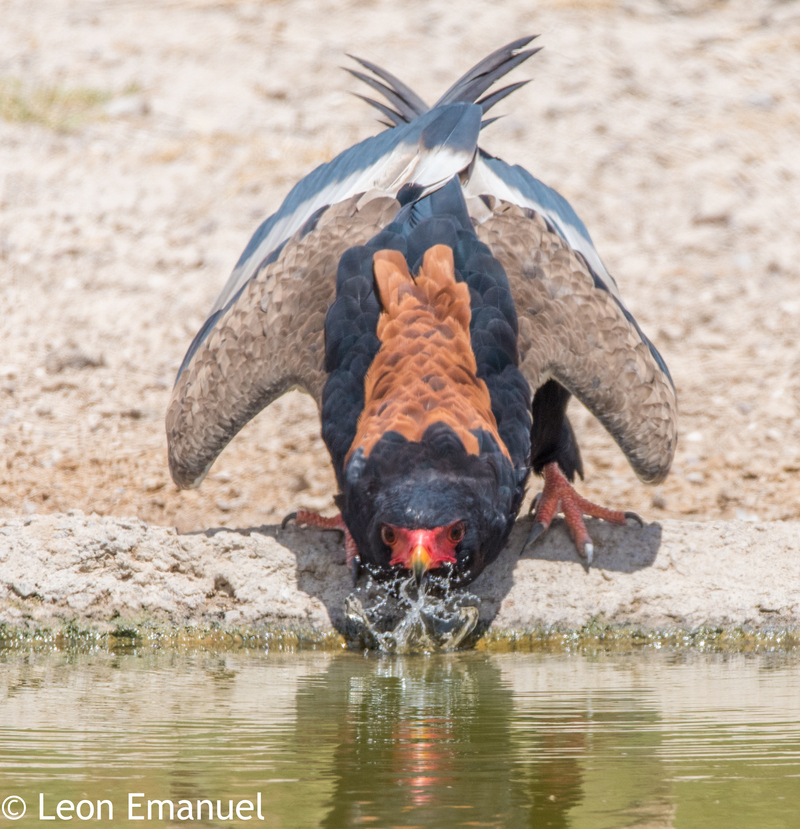 bateleur eagle (Terathopius ecaudatus); DISPLAY FULL IMAGE.