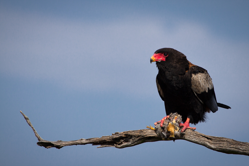 bateleur eagle (Terathopius ecaudatus); DISPLAY FULL IMAGE.