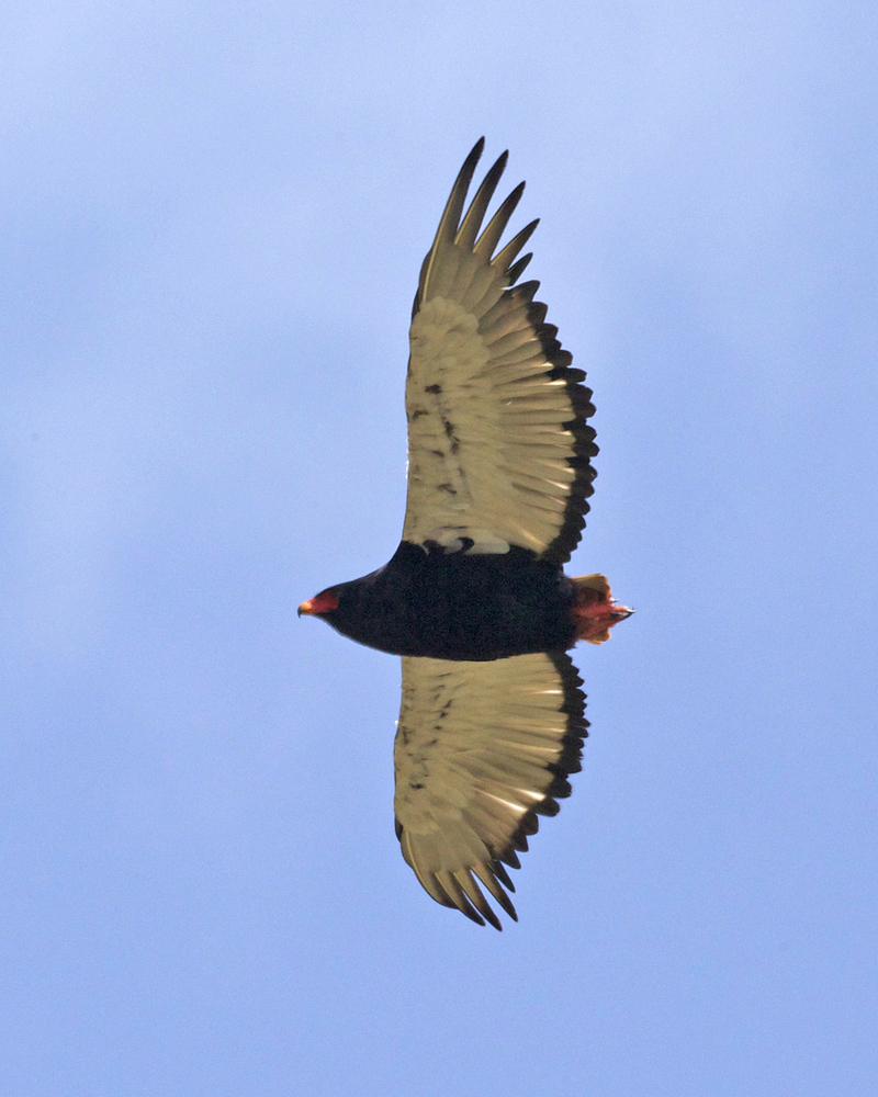 bateleur eagle (Terathopius ecaudatus); DISPLAY FULL IMAGE.