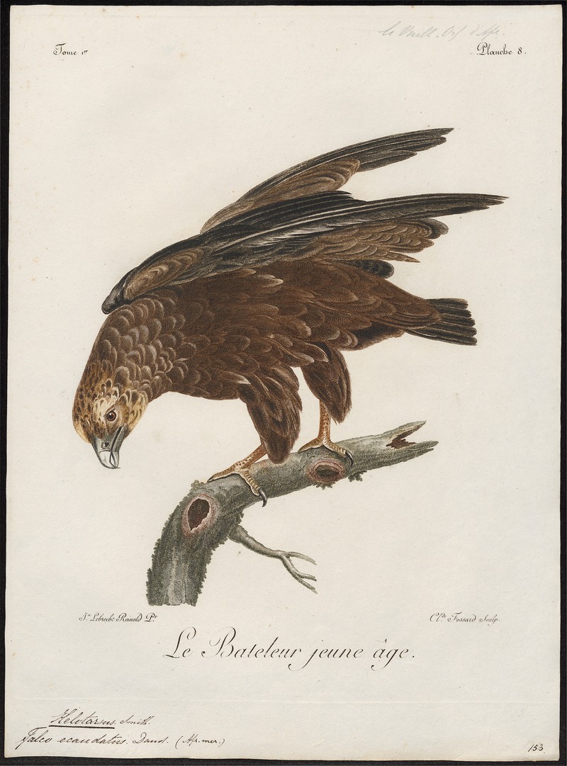 bateleur eagle (Terathopius ecaudatus); DISPLAY FULL IMAGE.