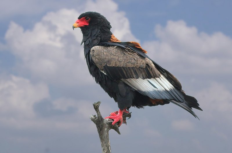 bateleur eagle (Terathopius ecaudatus); DISPLAY FULL IMAGE.