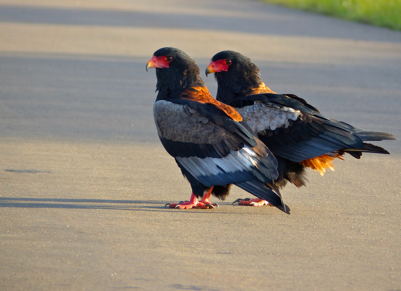 bateleur eagle (Terathopius ecaudatus); DISPLAY FULL IMAGE.