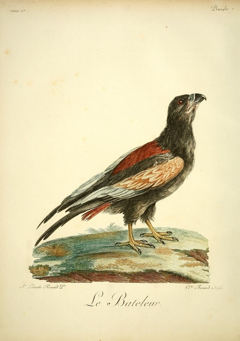 bateleur eagle (Terathopius ecaudatus); DISPLAY FULL IMAGE.