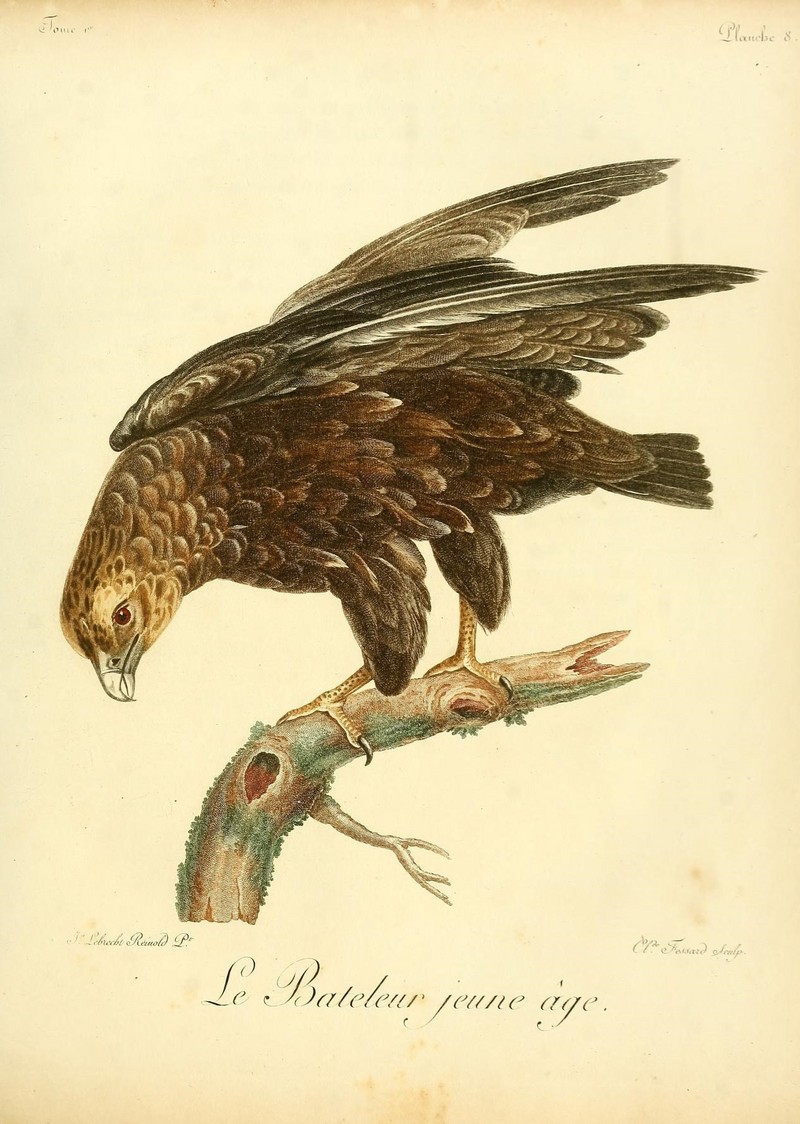 bateleur eagle (Terathopius ecaudatus); DISPLAY FULL IMAGE.