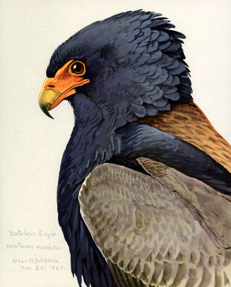 bateleur eagle (Terathopius ecaudatus); DISPLAY FULL IMAGE.