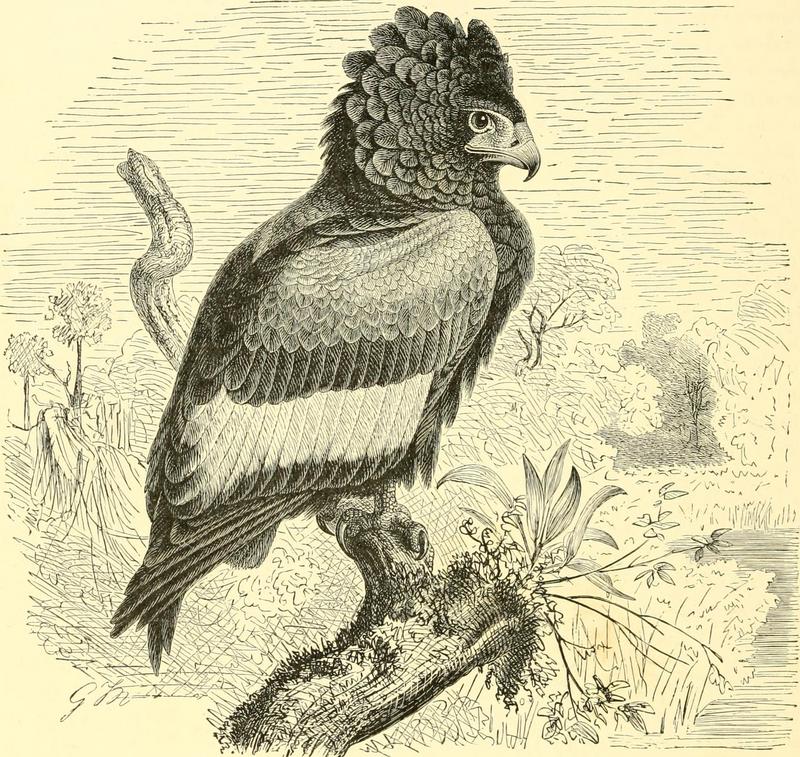 bateleur eagle (Terathopius ecaudatus); DISPLAY FULL IMAGE.