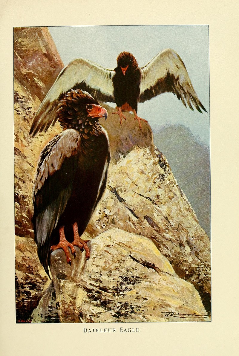 bateleur eagle (Terathopius ecaudatus); DISPLAY FULL IMAGE.