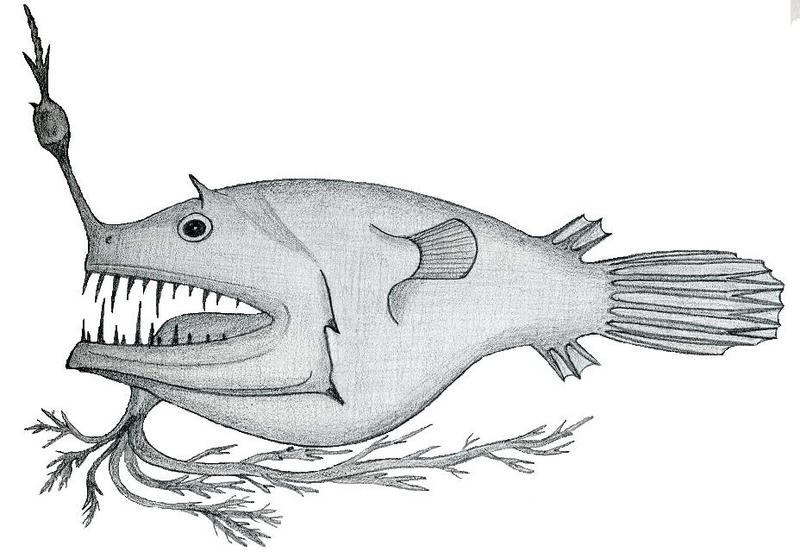 illuminated netdevil (Linophryne arborifera); DISPLAY FULL IMAGE.
