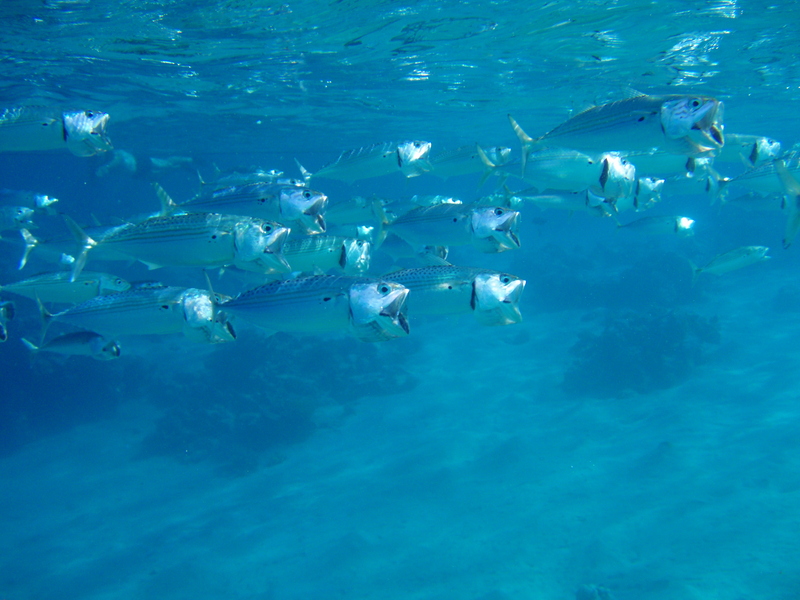 Atlantic mackerel (Scomber scombrus); DISPLAY FULL IMAGE.