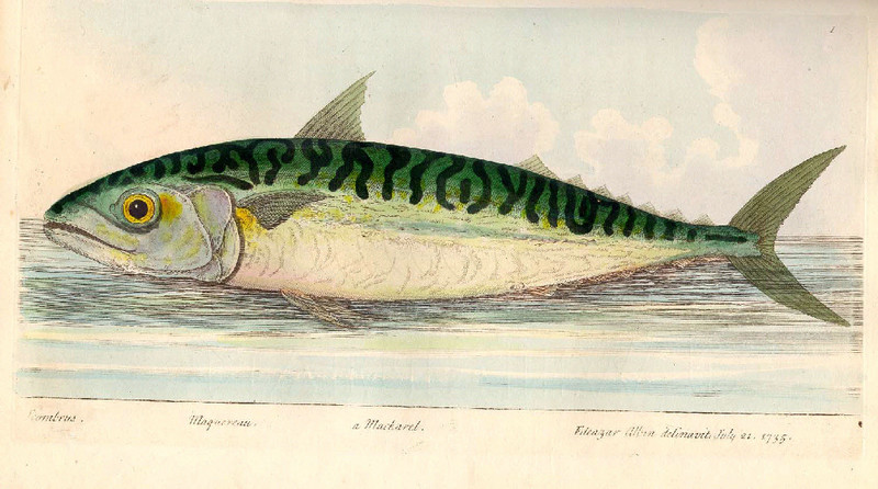 Atlantic mackerel (Scomber scombrus); DISPLAY FULL IMAGE.