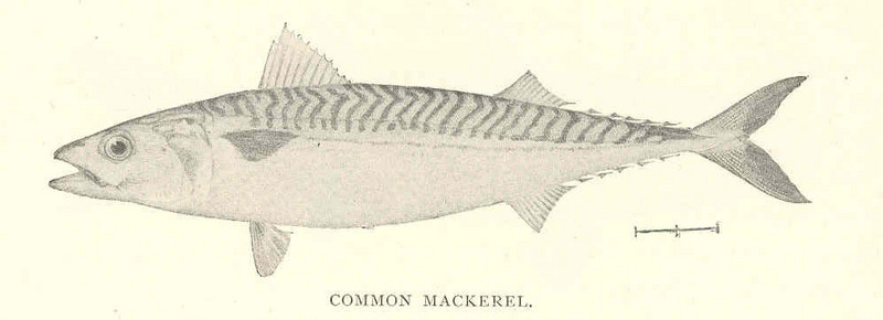 Atlantic mackerel (Scomber scombrus); DISPLAY FULL IMAGE.