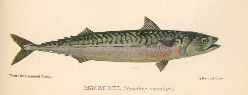 Atlantic mackerel (Scomber scombrus); DISPLAY FULL IMAGE.