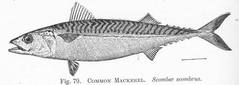 Atlantic mackerel (Scomber scombrus); DISPLAY FULL IMAGE.