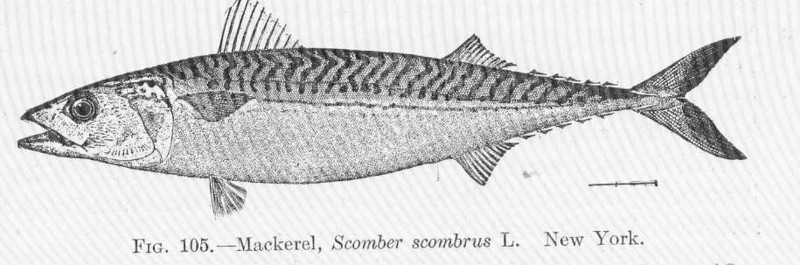 Atlantic mackerel (Scomber scombrus); DISPLAY FULL IMAGE.