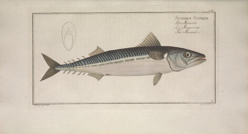 Atlantic mackerel (Scomber scombrus); DISPLAY FULL IMAGE.