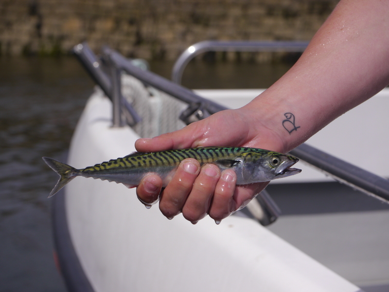 Atlantic mackerel (Scomber scombrus); DISPLAY FULL IMAGE.