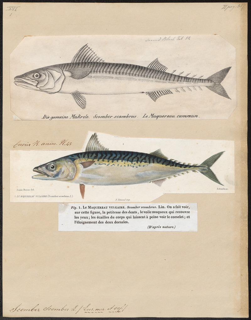 Atlantic mackerel (Scomber scombrus); DISPLAY FULL IMAGE.