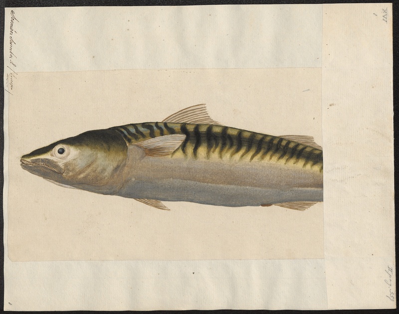 Atlantic mackerel (Scomber scombrus); DISPLAY FULL IMAGE.