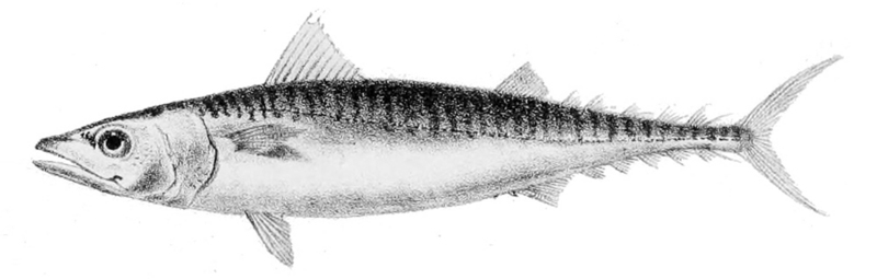 Atlantic mackerel (Scomber scombrus); DISPLAY FULL IMAGE.