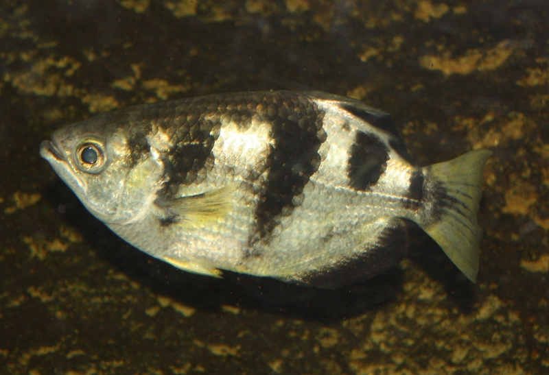 banded archerfish (Toxotes jaculatrix); DISPLAY FULL IMAGE.