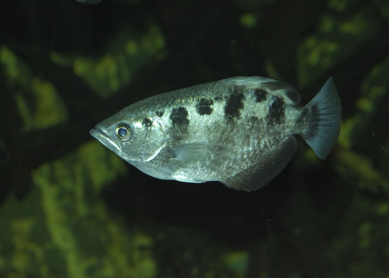 banded archerfish (Toxotes jaculatrix); DISPLAY FULL IMAGE.