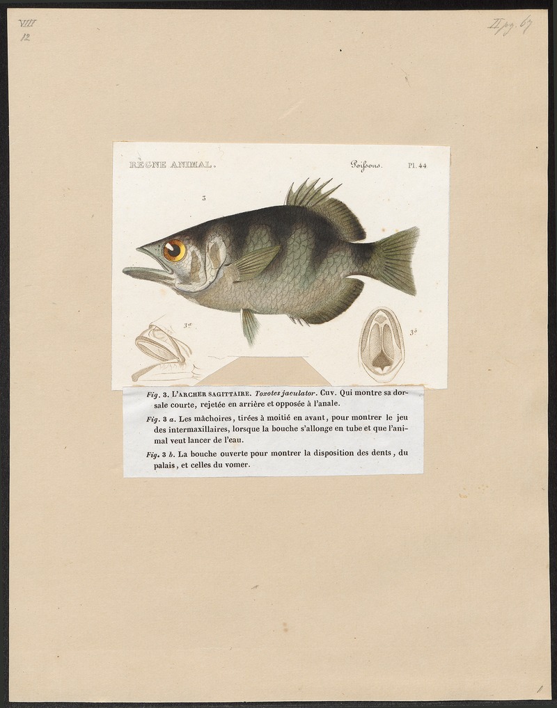 banded archerfish (Toxotes jaculatrix); DISPLAY FULL IMAGE.