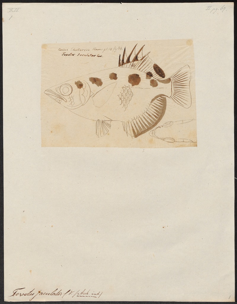 banded archerfish (Toxotes jaculatrix); DISPLAY FULL IMAGE.
