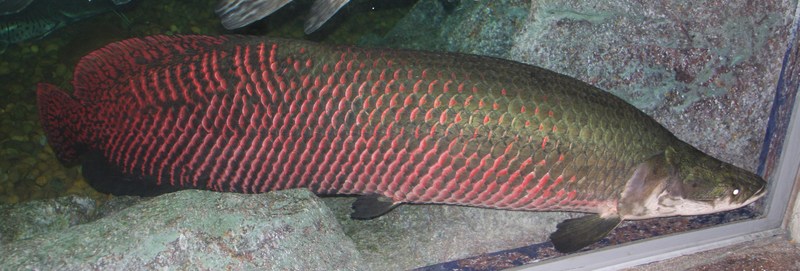 pirarucu (Arapaima gigas); DISPLAY FULL IMAGE.