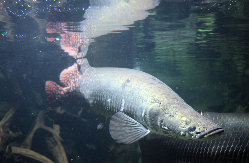 pirarucu (Arapaima gigas); DISPLAY FULL IMAGE.