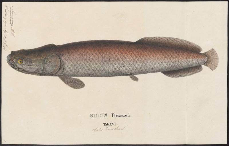 pirarucu (Arapaima gigas); DISPLAY FULL IMAGE.