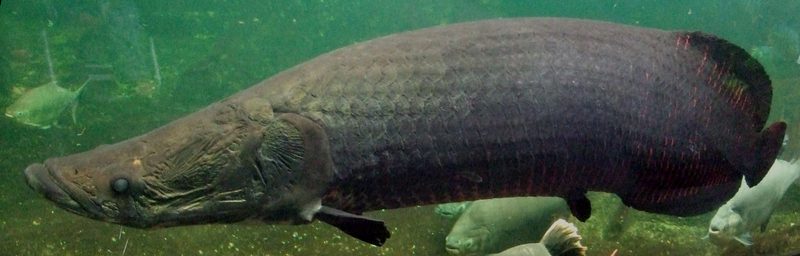 pirarucu (Arapaima gigas); DISPLAY FULL IMAGE.