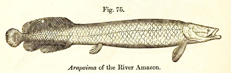 pirarucu (Arapaima gigas); DISPLAY FULL IMAGE.