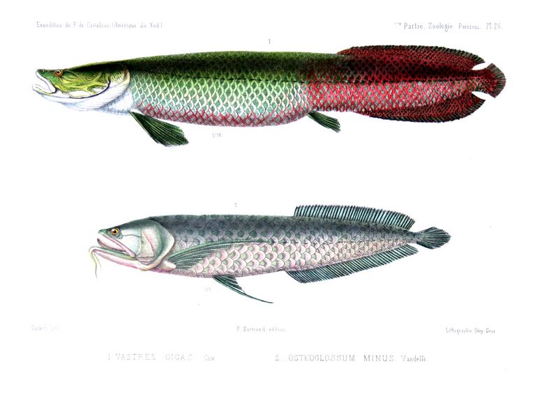 pirarucu (Arapaima gigas), silver arowana (Osteoglossum bicirrhosum); DISPLAY FULL IMAGE.